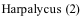 Harpalycus (2)